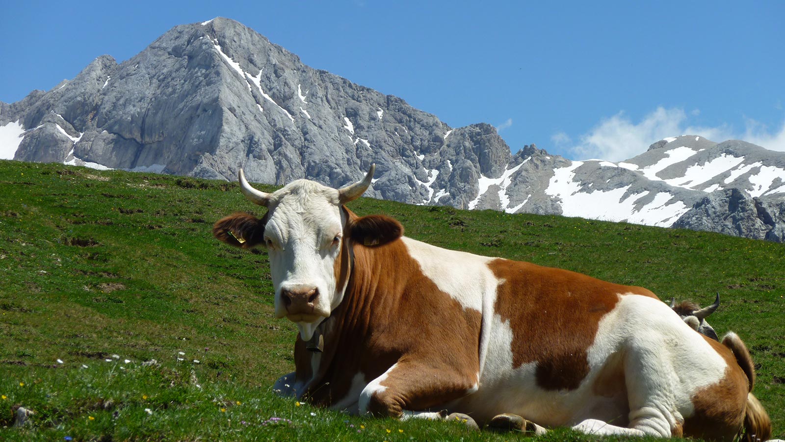 Eine Kuh liegt auf der Wiese im Fassatal in Moena, im Hintergrund die Dolomiten.